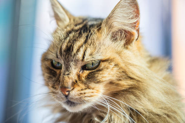istock Cat living in Valparaiso 892429656
