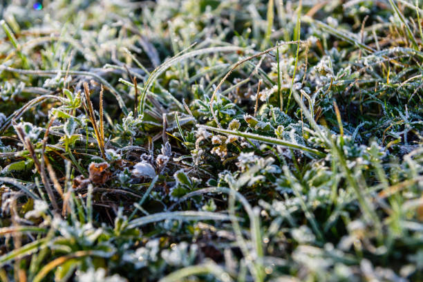 istock Grass covered with a hoarfrost on autumn 892436200