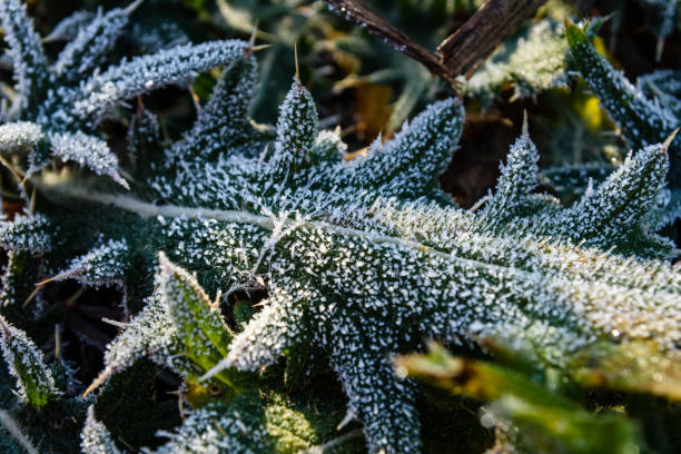 istock Leaf covered with a hoarfrost on autumn 892436210