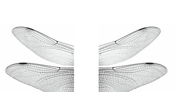 istock Pair of Dragonfly wings separated on white background 892446088