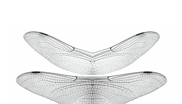 istock Pair of Dragonfly wings separated on white background 892446104