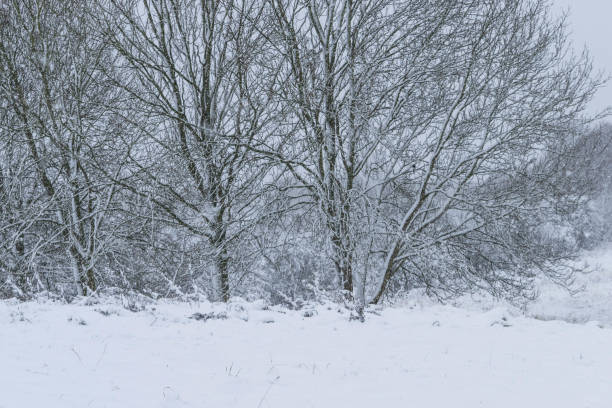 istock Winter landscape in a forest park with trees covered with snow. 892452800