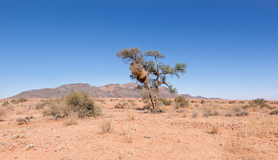 A wide open desert landscape in namibia