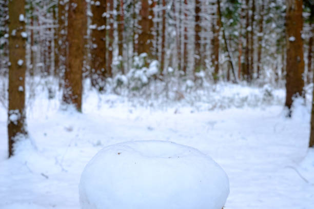 Background is the stump of a tree covered with snow