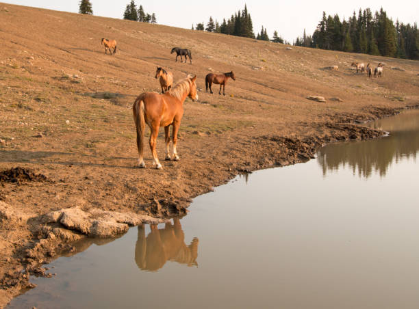 red dun étalon reflétant dans l’eau près de troupeau de chevaux sauvages au point d’eau dans la gamme de cheval sauvage pryor mountains dans le montana aux états-unis - organe interne dun animal photos et images de collection