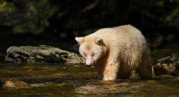 istock Kermode Spirit Bear in Canada's Great Bear Rainforest 892496154