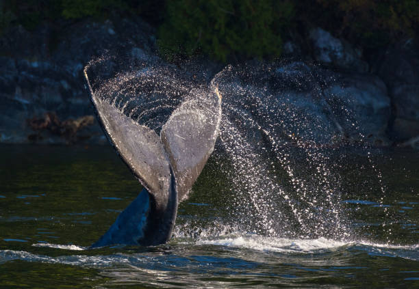 Humpback Whale Diving
