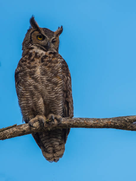 istock Great Horned Owl perched, with blue sky background 892496326