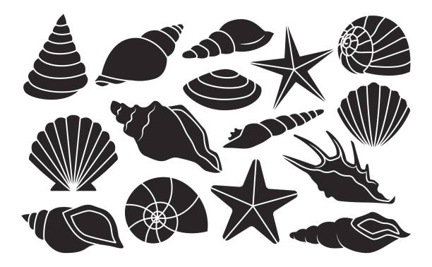 illustrations, cliparts, dessins animés et icônes de ensemble de différents shells isolée on white background - clam