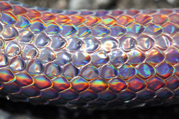 istock close up of sunbeam snake(xenopeltris unicolor) scale 892501718