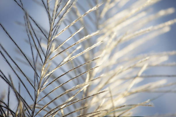 istock white reeds grass texture as background with blue sky. 892501786