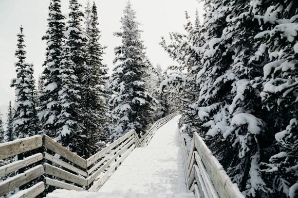 Snowy walk on Sulphur Mountain