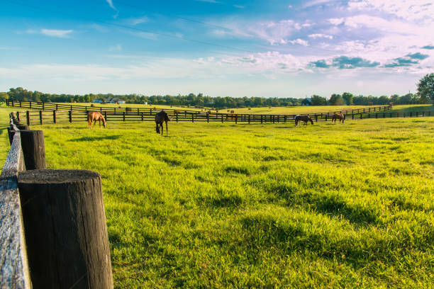 Green pastures of horse farms. Country summer landscape at evening golden hour. stock photo