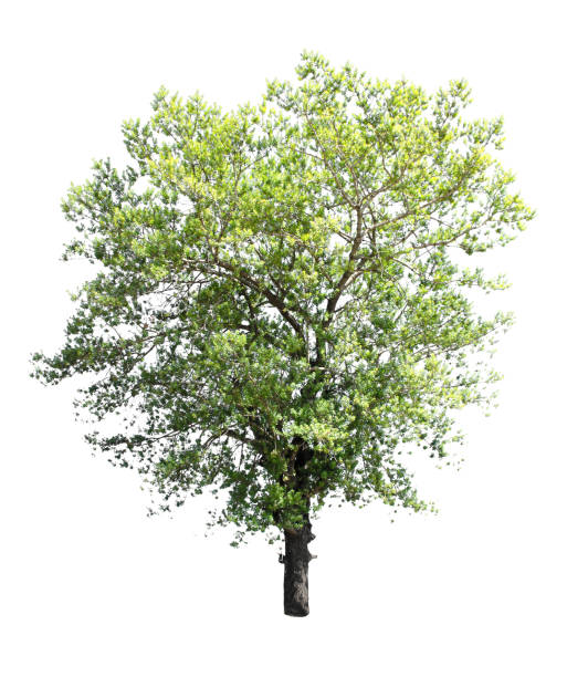 istock Set of isolated trees on white background. 892506968