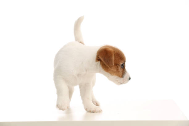 istock Playful jack russell baby. Close up. White background 892507028