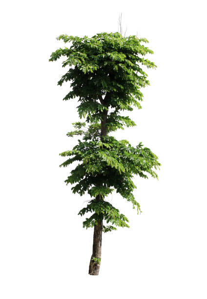 istock Set of isolated trees on white background. 892507354