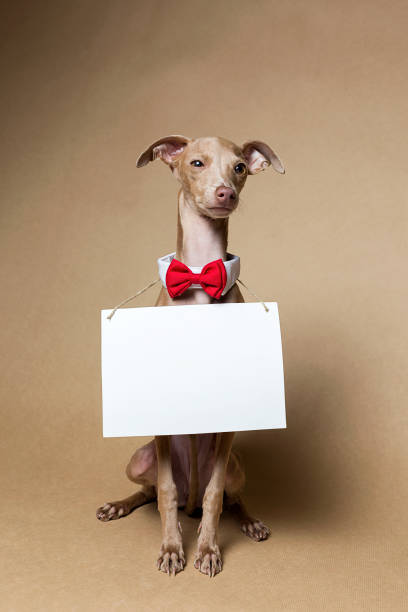 istock Italian Greyhound Piccolo dog portrait 892507414
