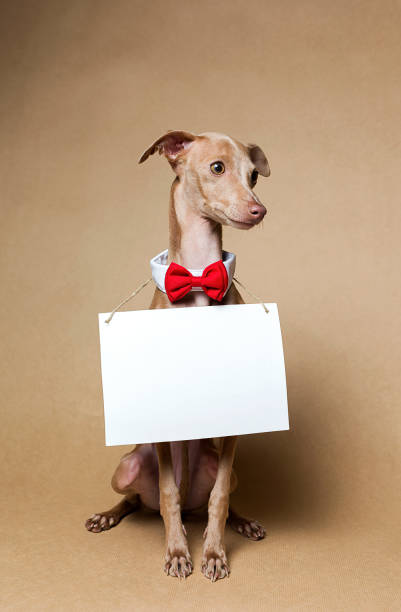 istock Italian Greyhound Piccolo dog portrait 892507422