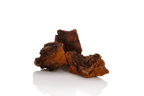 istock Healthy Chaga mushroom pieces 892507662