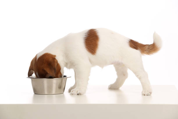 istock Isolated jack russell eating from bowl. White background 892507996