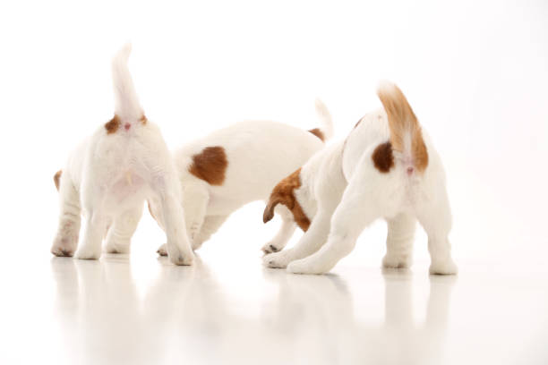 istock Three cool jack russells puppies. White background 892510122