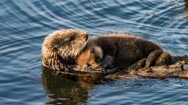 lontra di mare e cucciolo - swimming animal foto e immagini stock