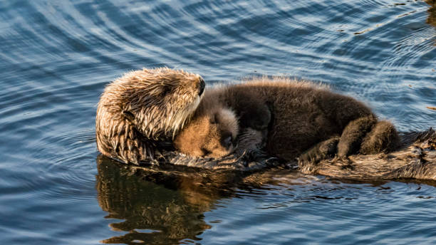 sea otter and pup - swimming animal imagens e fotografias de stock