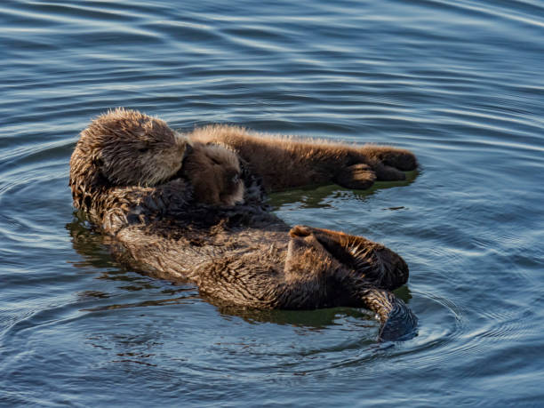 istock Sea Otter and Pup 892510346