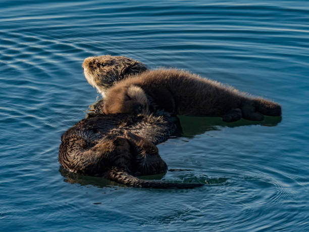 istock Sea Otter and Pup 892510444