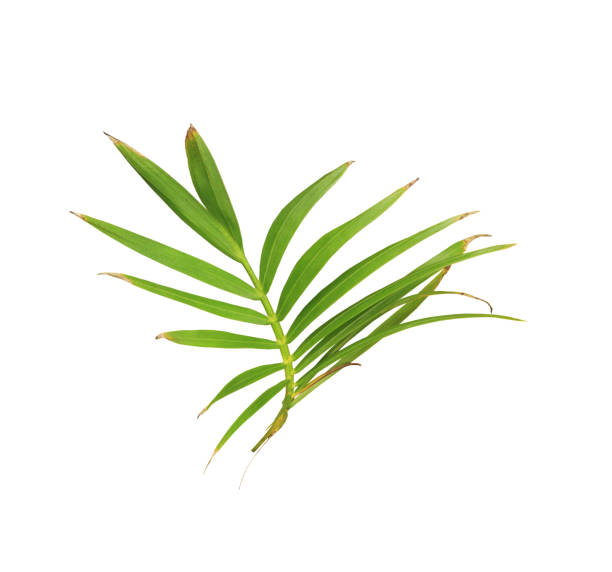 istock green leaf of palm tree isolated on white background 892516458