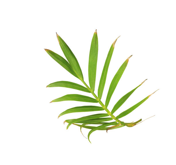 istock green leaf of palm tree isolated on white background 892516470