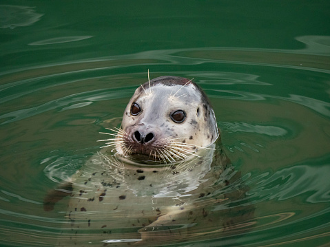 Harbor seal in the water, Old Fisherman's Wharf, Monterey, CA.