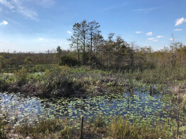 istock Louisiana wetland 892521598