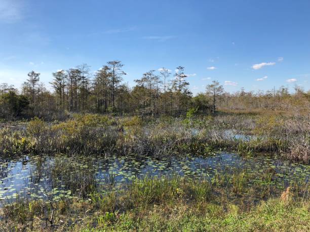 istock Florida wetland 892521622