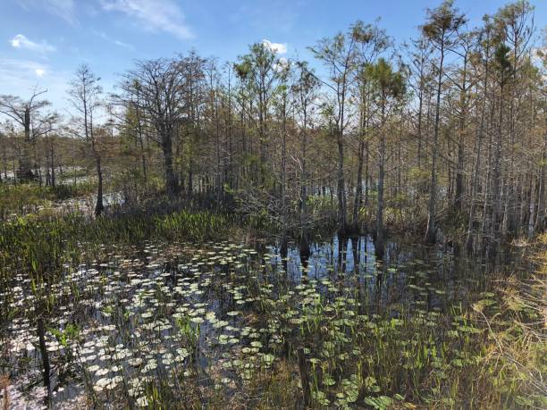 istock Louisiana Swamp 892521690