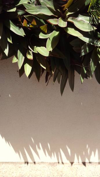 istock Moses in the Cradle  plant in garden. 892524092