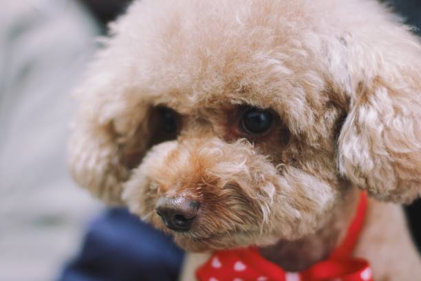 istock Cute toy poodle portraits 892524096