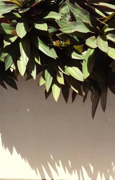 istock Moses in the Cradle  plant in garden. 892524120
