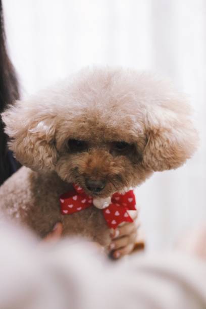 istock Cute toy poodle portraits 892524134