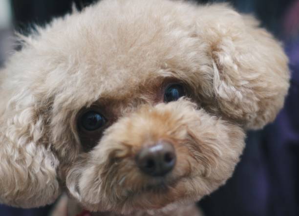 istock Cute toy poodle portraits 892524140