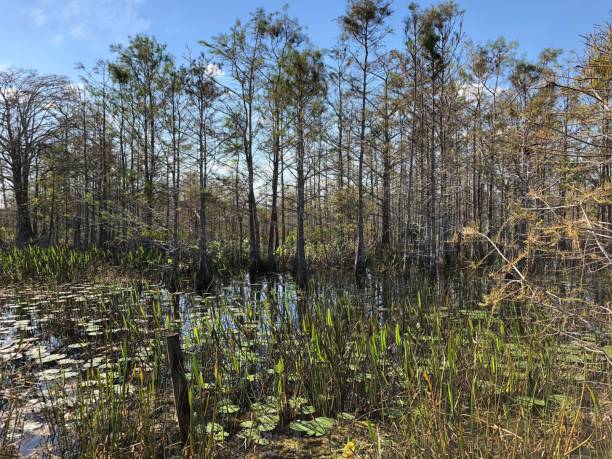 istock swamp trees in a marsh in the Florida Everglades 892526406