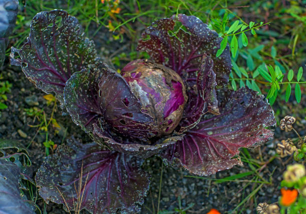 istock big black head of cabbage in the garden grows. 892531570