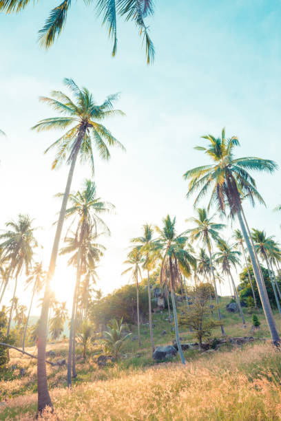 istock Beautiful tropical background with coconut palms. 892536640