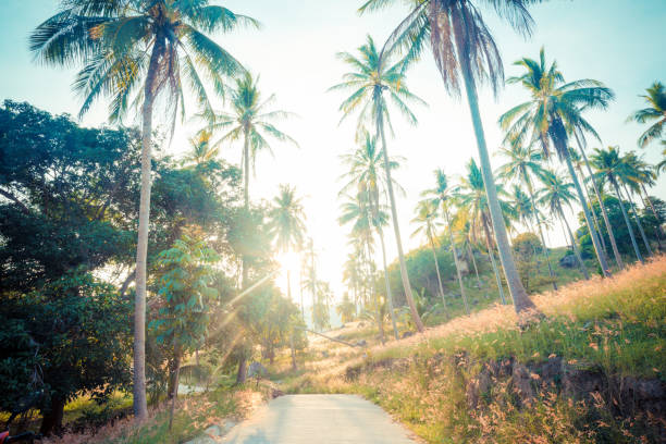 istock Coconut palm trees on the road at rural 892539006
