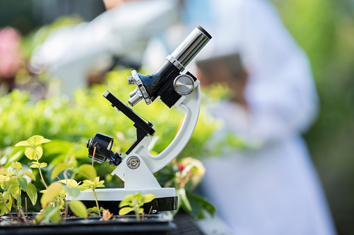 Close up of a microscope on a table in a greenhouse. An unrecognizable scientist is working in the background.
