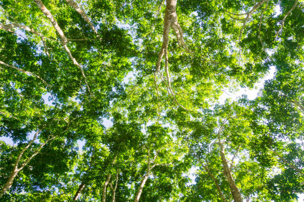 istock Para rubber tree plantation, Tree with green leaves 892541994