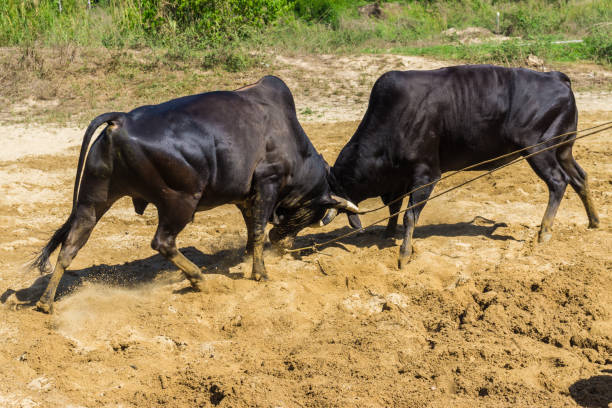 istock Bull fighting on soil field, Cow fighting is a traditional game 892542132