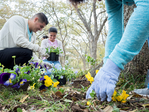 An unrecognizable person wearing gardening gloves plants pansies in the foreground for the community.  A cheerful couple in the background also works on planting flowers.