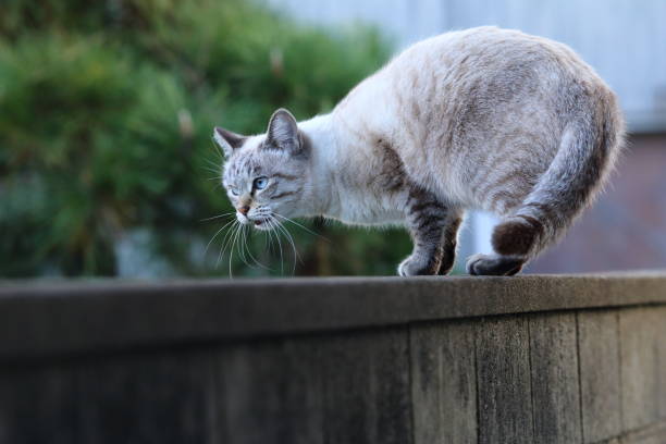 istock Adorable breed Cat White color with Blue eyes. 892558984