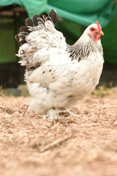 istock Giant chicken Brahma standing on ground in Farm area 892559238